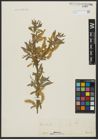 Foto von Salix alba L.
